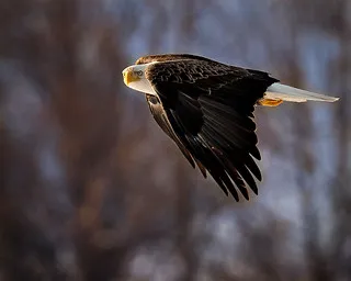 Eagle Glen Veterinary Clinic Picture 4
