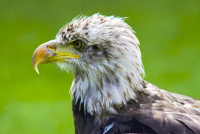 Eagle Glen Veterinary Clinic Picture 10