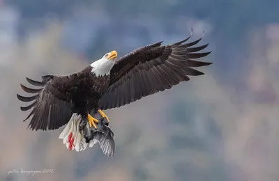 Eagle Glen Veterinary Clinic Picture 8