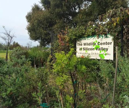 Peninsula Humane Society & SPCA (formerly Wildlife Center of Silicon Valley)