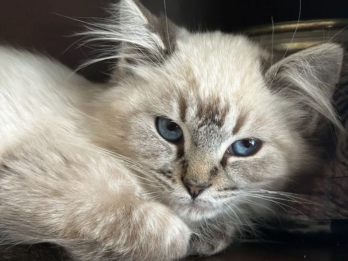 Pet Care Animal Hospital Picture 6