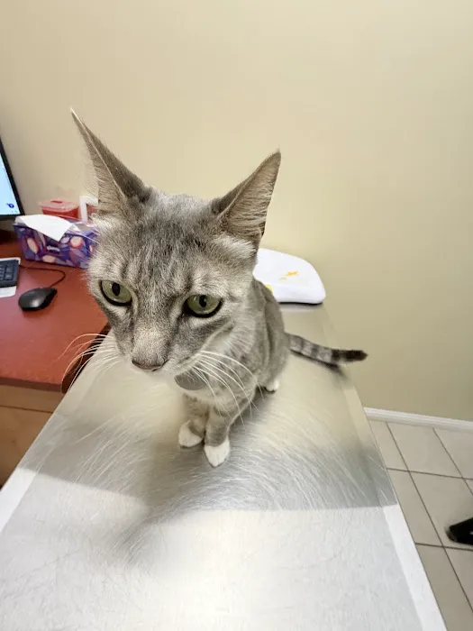 Pet Care Animal Hospital Picture 11