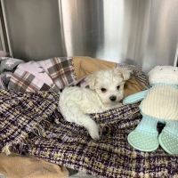 Advanced Veterinary Medical Center ico