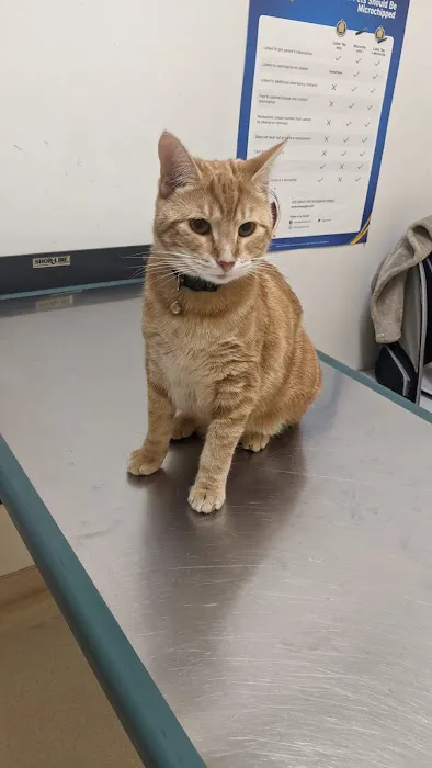 Piedmont Hills Animal Hospital Picture 10