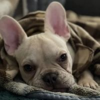 Long Amy DVM ico