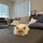 Vetco Total Care Animal Hospital