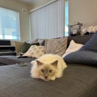 Vetco Total Care Animal Hospital ico