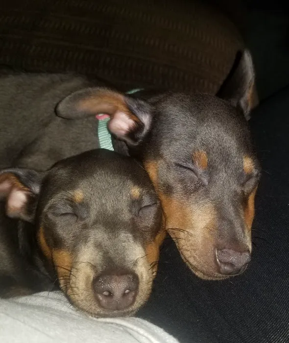 Banfield Pet Hospital Picture 7