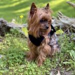 Aborn Pet Clinic
