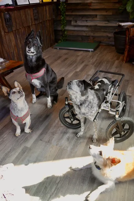 Rancho Vet and Grooming Services Picture 8