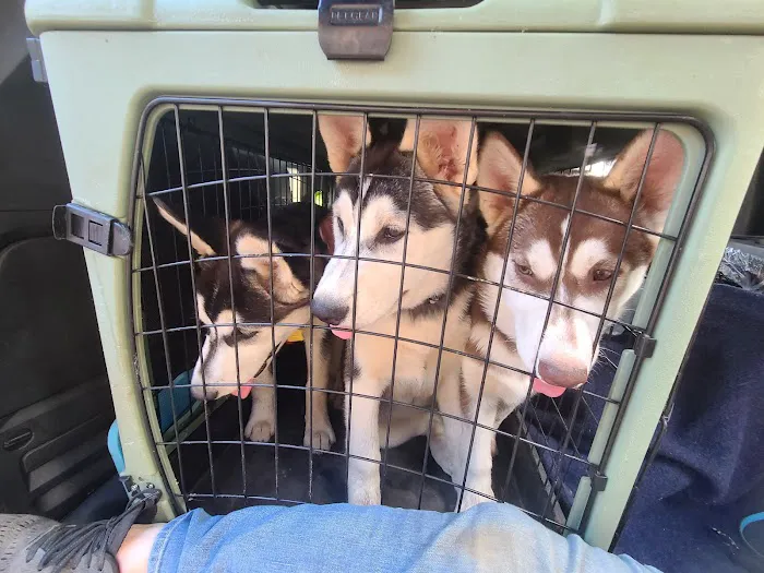 Central Animal Hospital Picture 1