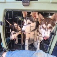 Central Animal Hospital ico
