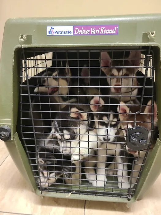 Central Animal Hospital Picture 5