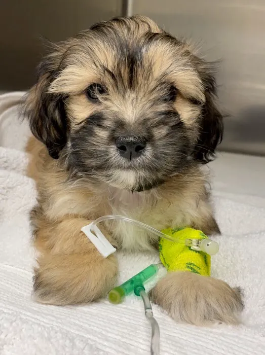 Reed Animal Hospital Picture 4