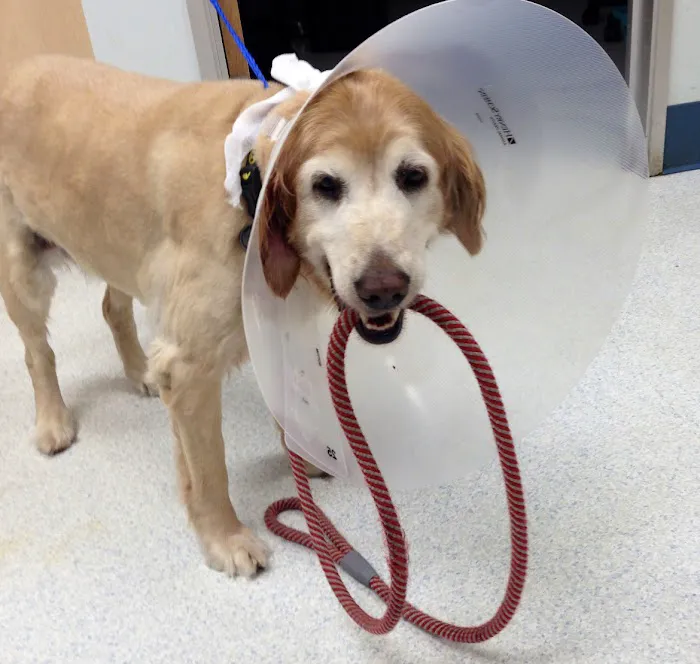 Reed Animal Hospital Picture 7