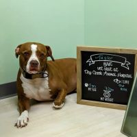 Dry Creek Animal Hospital ico