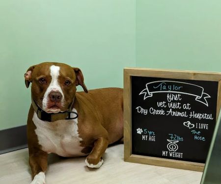 Dry Creek Animal Hospital