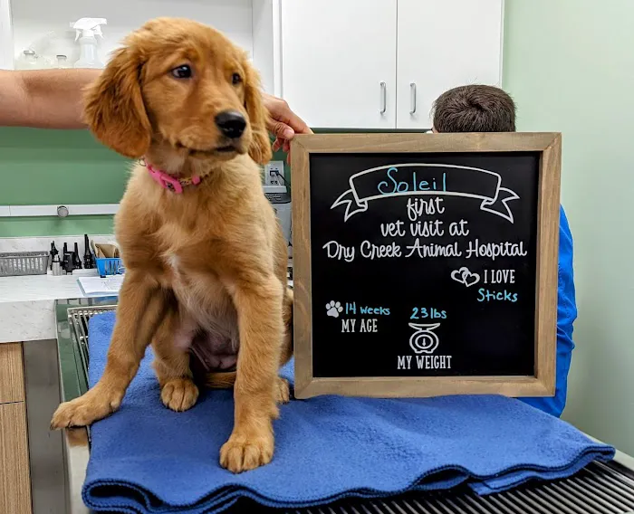 Dry Creek Animal Hospital Picture 4
