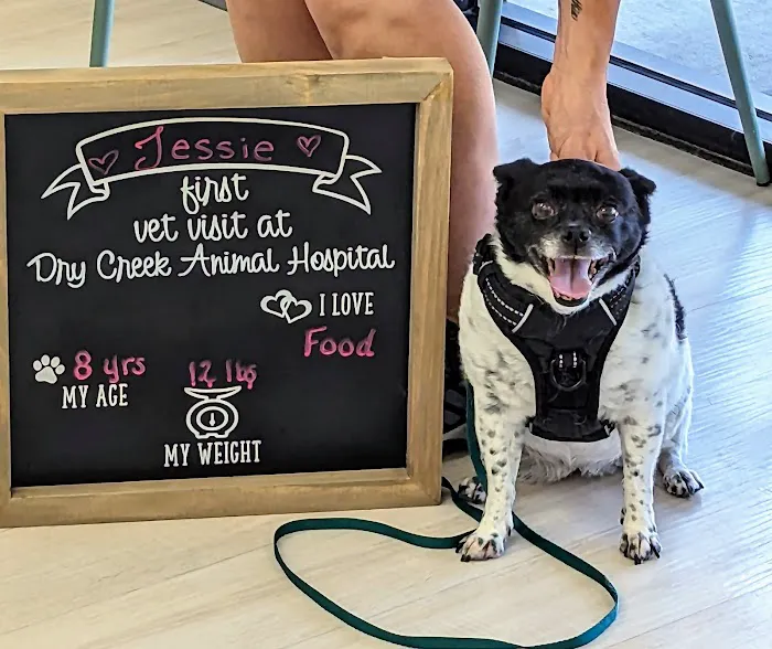 Dry Creek Animal Hospital Picture 7