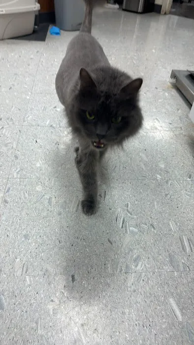Acacia Pet Hospital of San Jose Picture 6