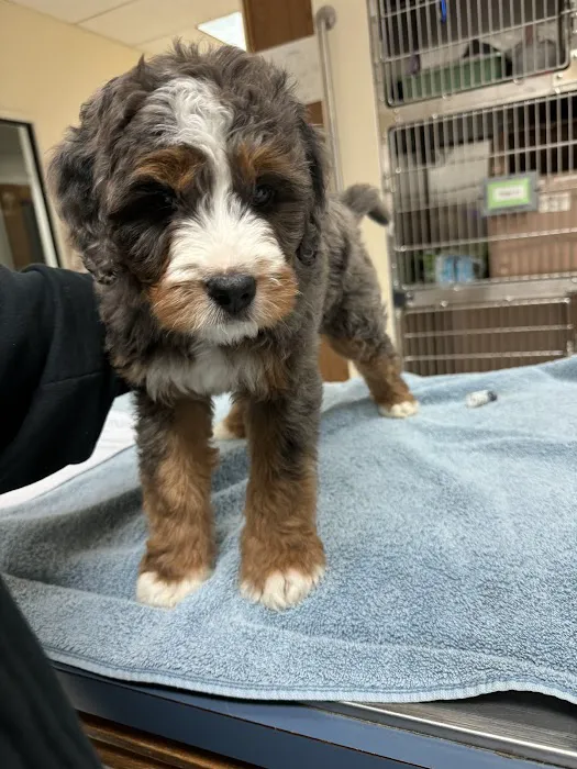 Acacia Pet Hospital of San Jose Picture 10