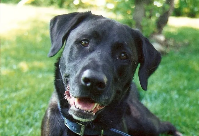 Wildwood Veterinary Hospital Picture 5