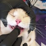 Thornwood Pet Care