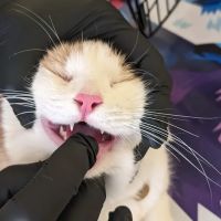 Thornwood Pet Care ico