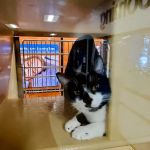 Banfield Pet Hospital