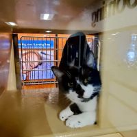Banfield Pet Hospital ico