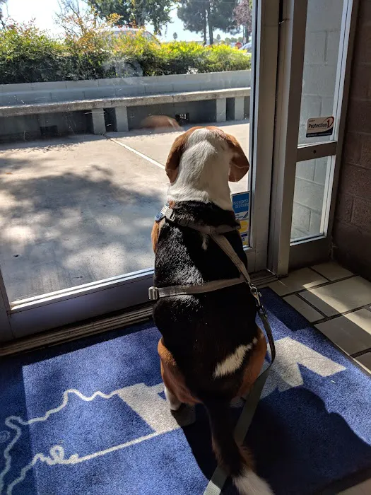 VCA Blossom Hill Animal Hospital Picture 1