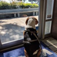 VCA Blossom Hill Animal Hospital ico