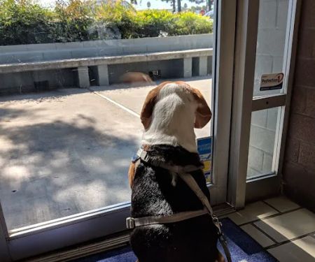 VCA Blossom Hill Animal Hospital