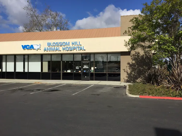 VCA Blossom Hill Animal Hospital Picture 2