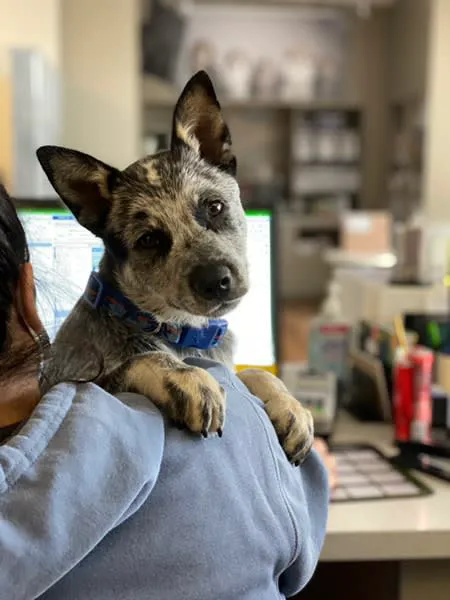 VCA Blossom Hill Animal Hospital Picture 6
