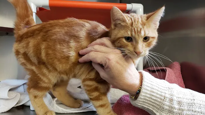 Humane Society Silicon Valley Medical Center Picture 1