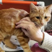 Humane Society Silicon Valley Medical Center ico