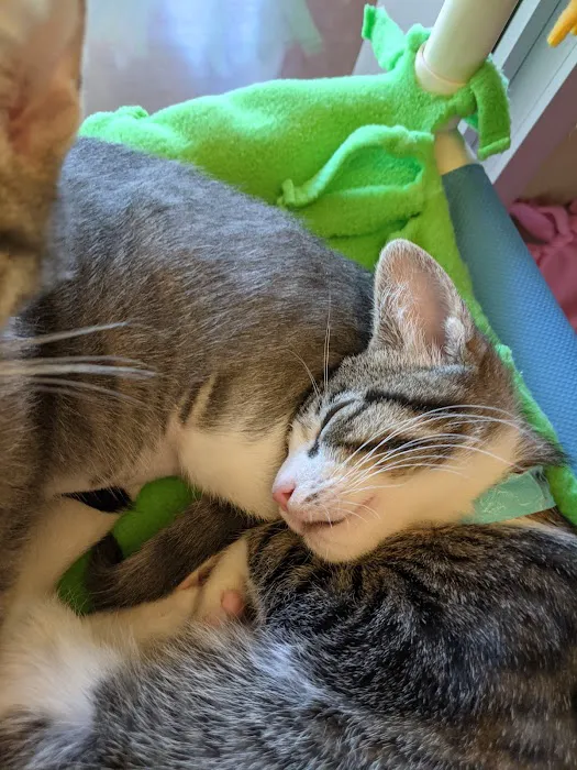 Humane Society Silicon Valley Medical Center Picture 7