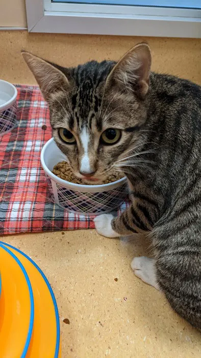 Humane Society Silicon Valley Medical Center Picture 9