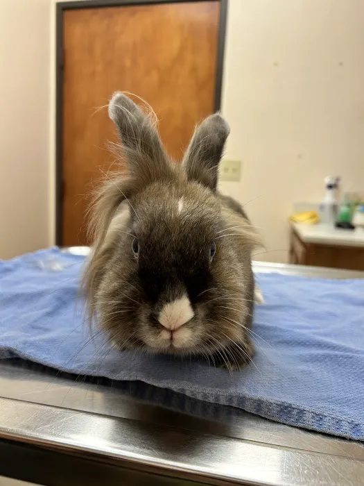 Calaveras Veterinary Clinic Picture 8