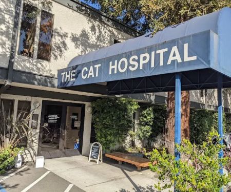 The Cat Hospital