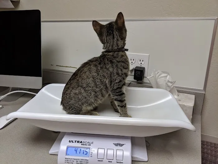 The Cat Hospital Picture 3