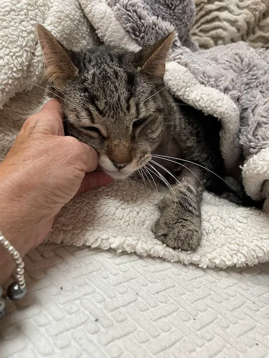 The Cat Hospital Picture 8