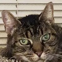 Boulevard Pet Hospital ico