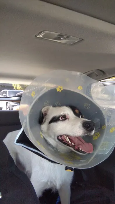 Boulevard Pet Hospital Picture 2