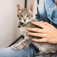 Santa Clara Pet Hospital ico