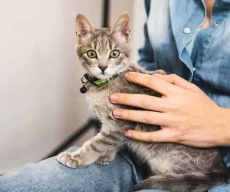 Santa Clara Pet Hospital