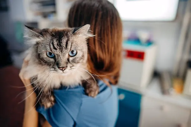 Santa Clara Pet Hospital Picture 4