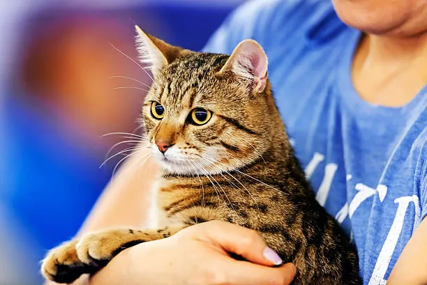 Santa Clara Pet Hospital Picture 7