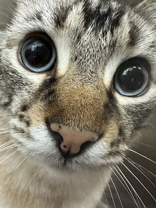 Silicon Valley Pet Clinic Picture 4